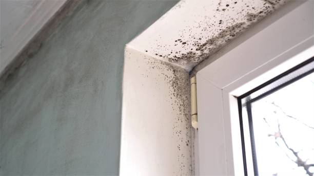 Best Mold Testing  in Cornwall, PA