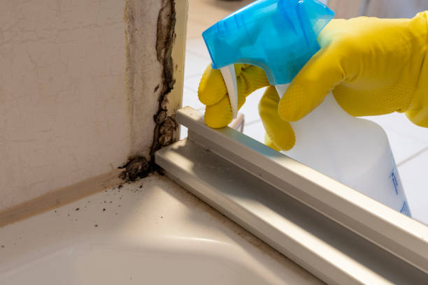 Best Professional Mold Removal  in Cornwall, PA