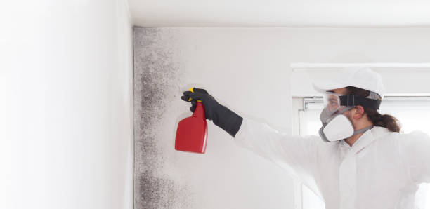 Best Home Mold Removal  in Cornwall, PA