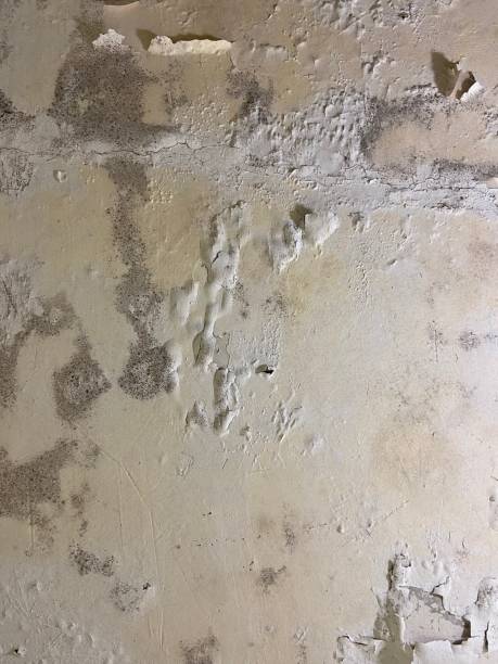 Best Affordable Mold Removal  in Cornwall, PA