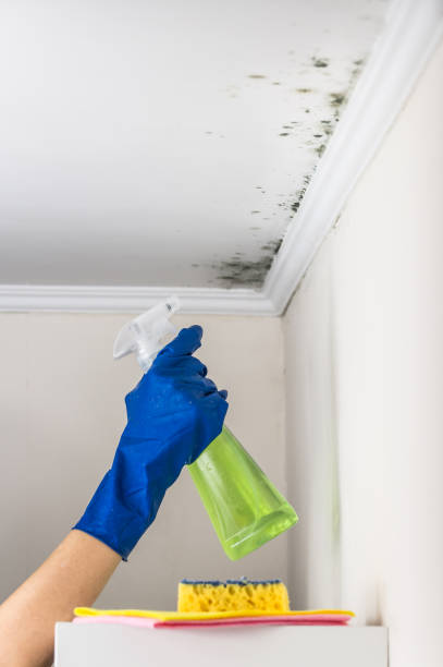 Best Emergency Mold Removal  in Cornwall, PA
