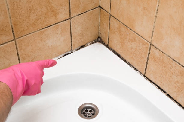 Best Black Mold Removal  in Cornwall, PA